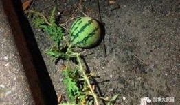 网红塌方吃瓜,揭秘网络红人背后的真相与教训